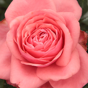 Róże ogrodowe - róża wielkokwiatowa - Hybrid Tea - różowy  - Rosa  Elaine Paige™ - róża z dyskretnym zapachem - L. Pernille Olesen - Odmiana niższa, krzewista z aromatycznymi, bukietowymi kwiatami. Wyjątkowo dobrze prezentuje się posadzona w beczce na tarasie.